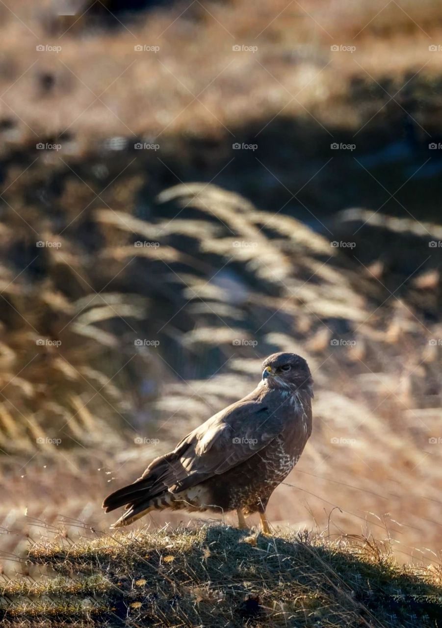 The landscape of a bird