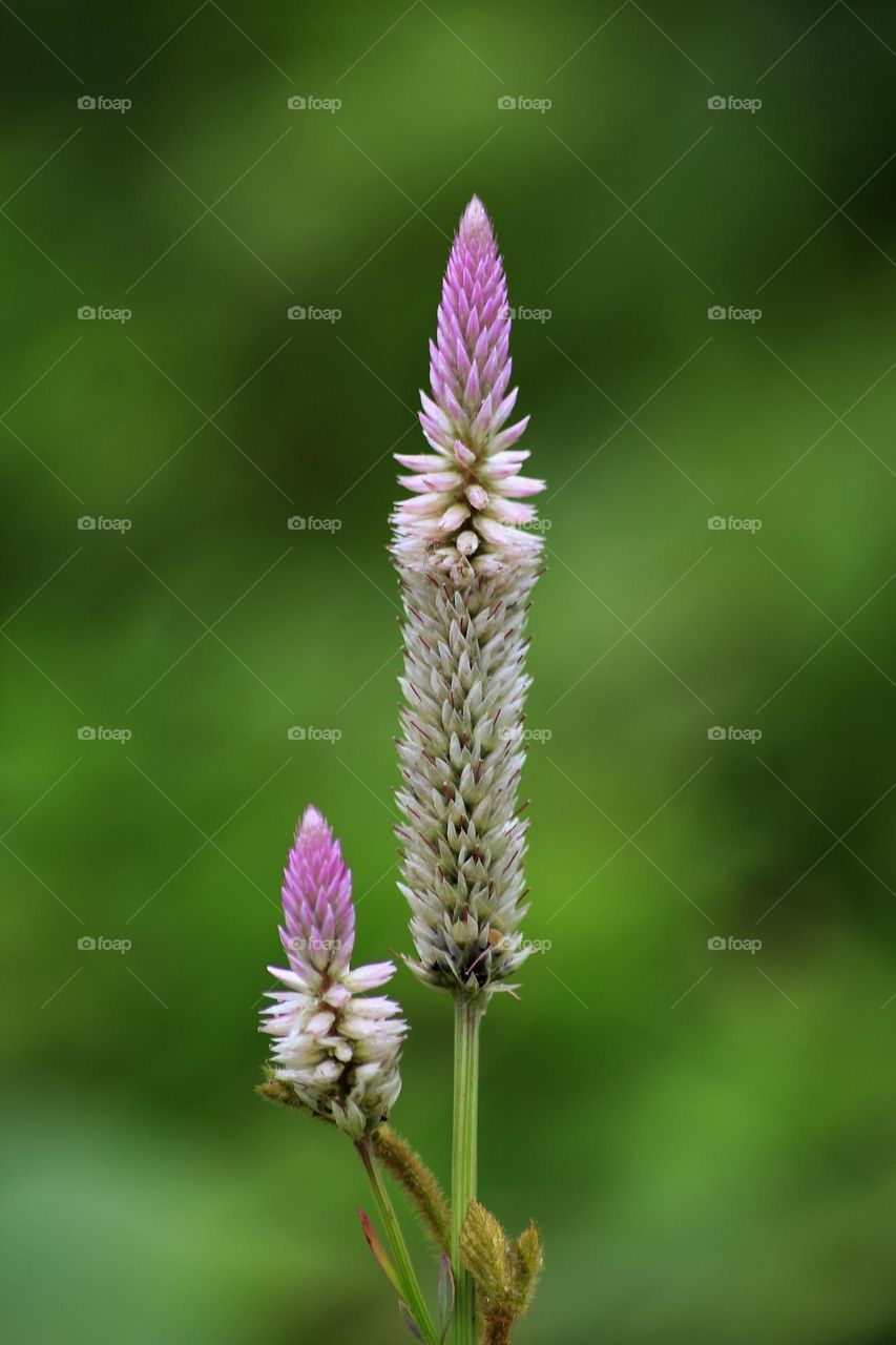 Close up wild flower.