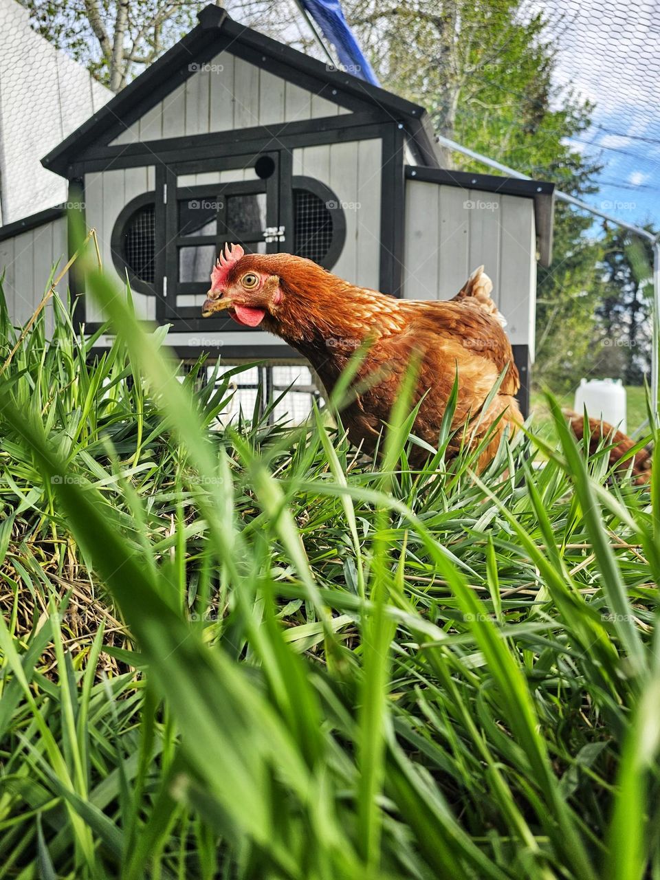 Meet Lucy the best egg layer