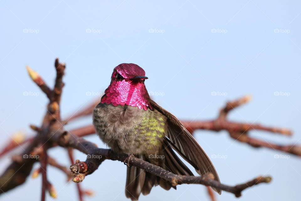 Hummingbird perching on a branch with buds in early spring