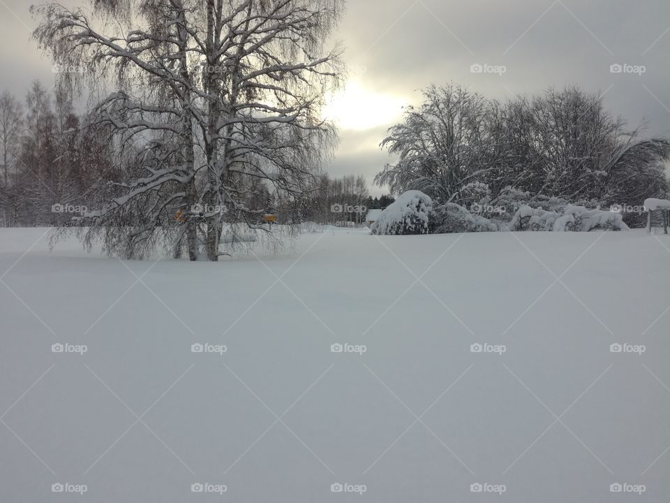 snow and ice covered tree. branches heavy with snow