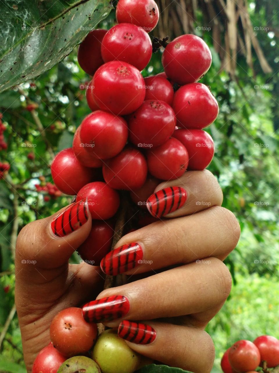 holding red fruits