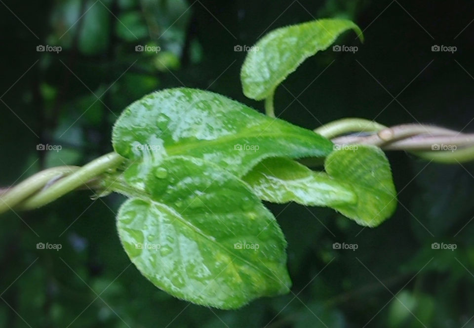 green nature close closeup by hugo