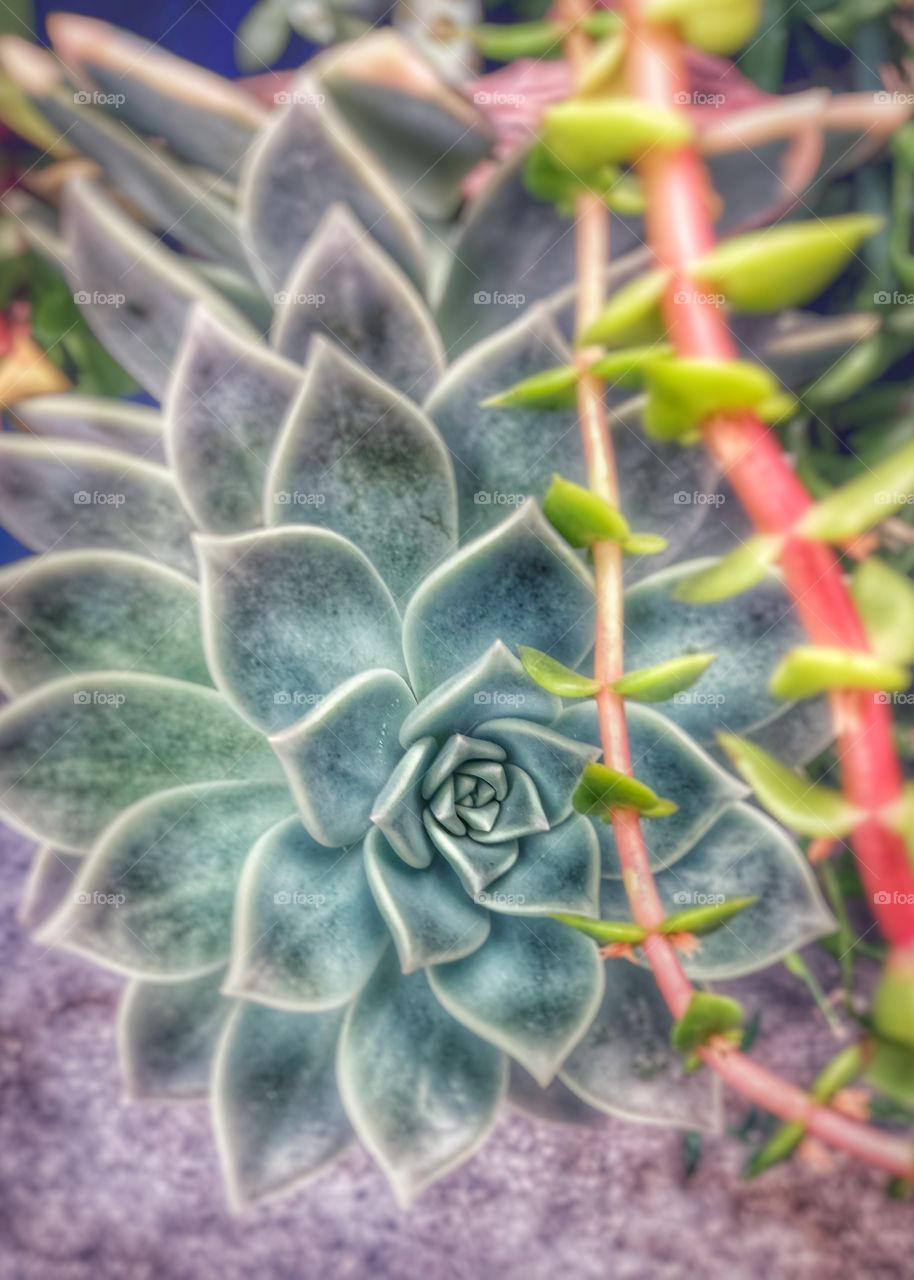 Stunning and Beautiful Botanicals and Succulents! Perfect Canvas Art, Wall Art. Peaceful and Serene!