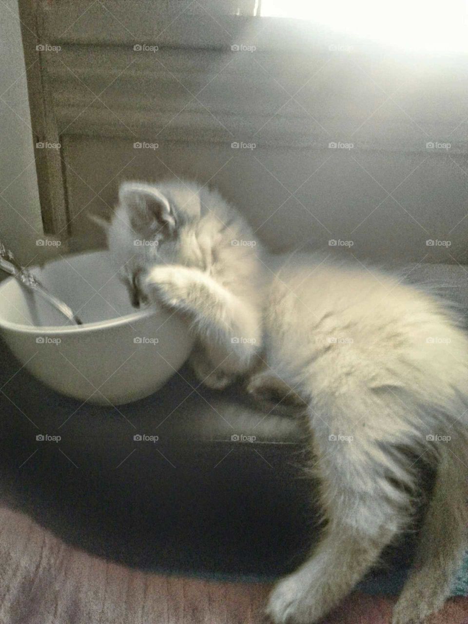 When you give a kitten some milk