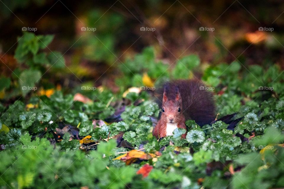 A portrait of a brown squirrel sitting hidden in the green leaves of some ivy on the ground hoping not to get discovered.