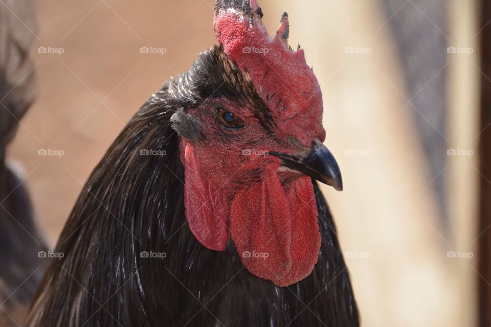 Roger the rooster 