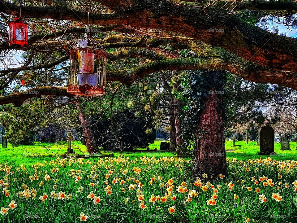 Spring in Colchester cemetery with daffodils surrounding a tree hung with memorial lanterns