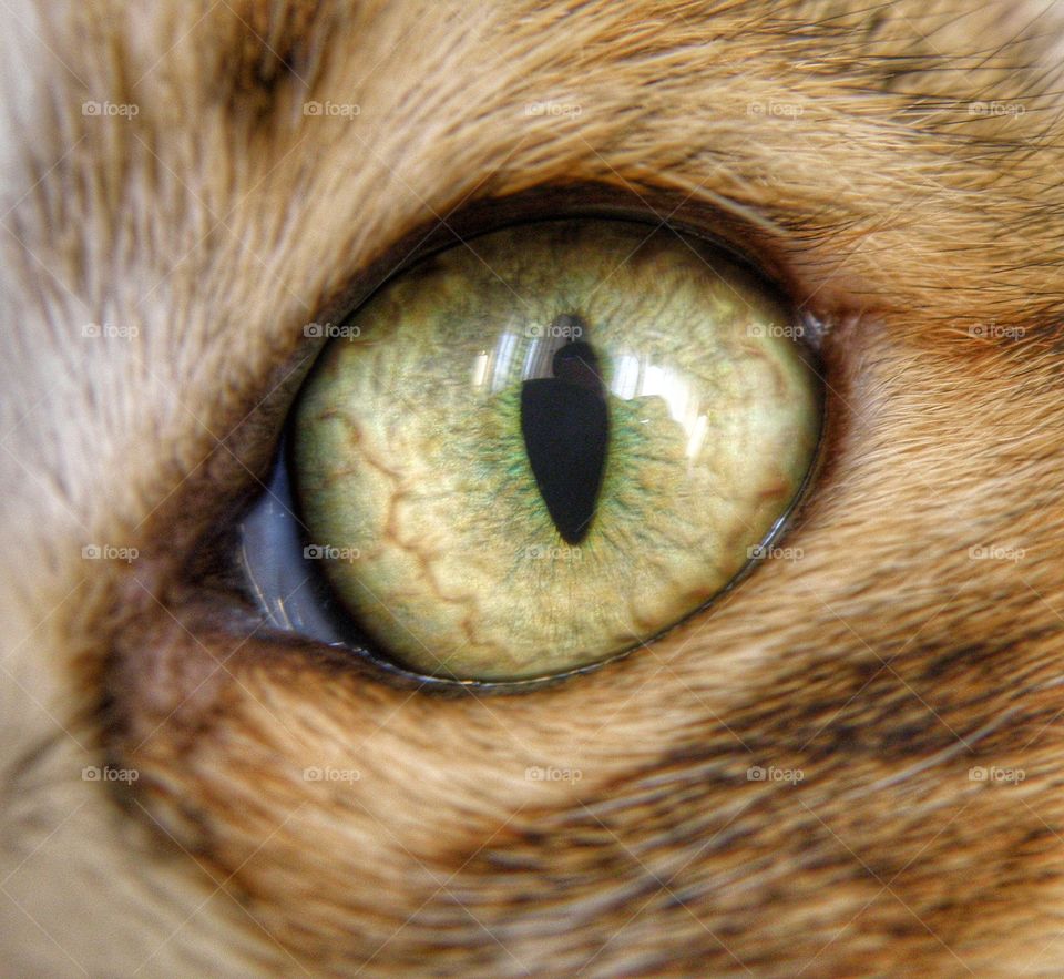 Macro cat
