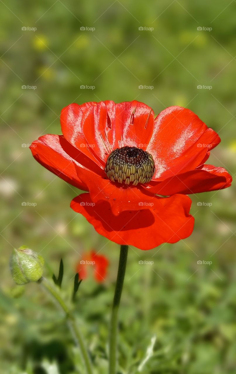 flowers and plants