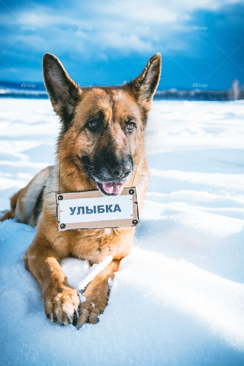 German Shepherd called Smile (Ulibka in russian)