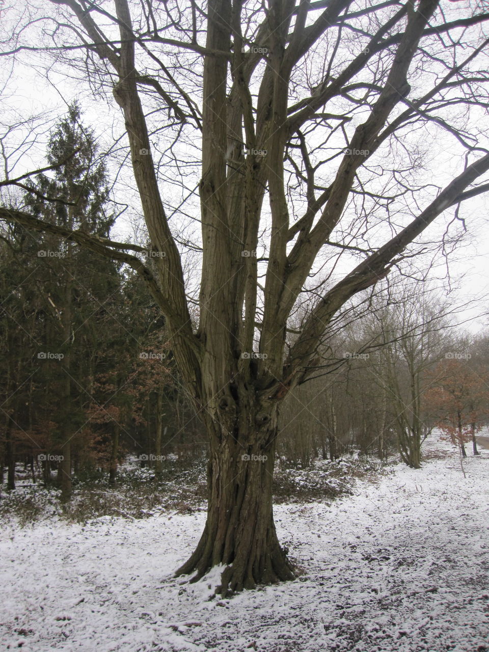 Cold Old Tree