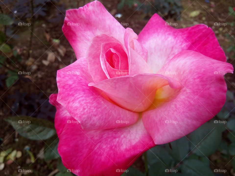 rose 2017-12-23 004 
#আমার_চোখে #আমার_গ্রাম #nature #rose #eukaryota #plantae #angiosperms #eudicots #rosids #rosa