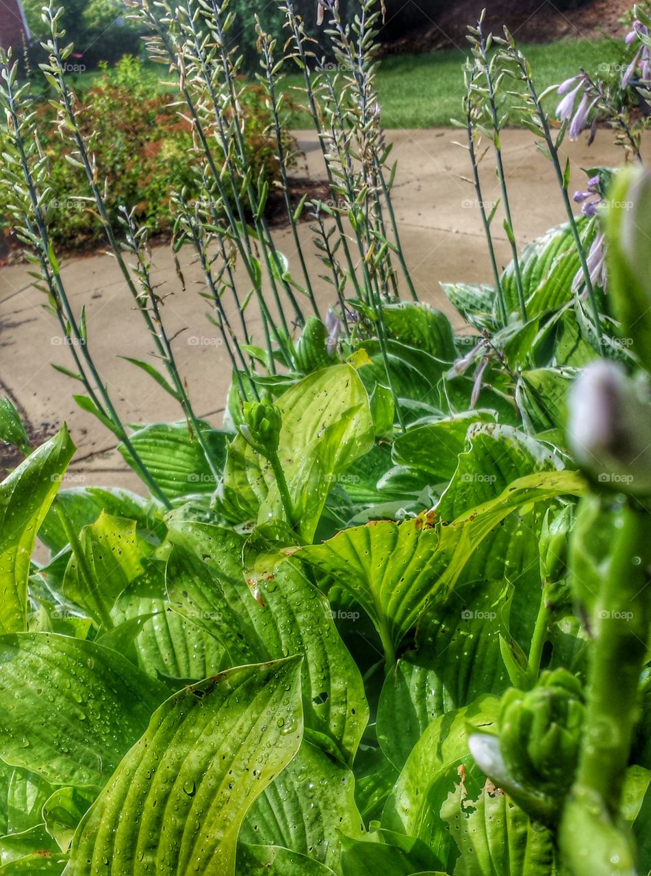 Hostas After Rainstorm