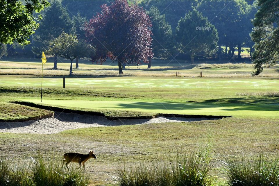 Muntjac deer grazing on the Golf course