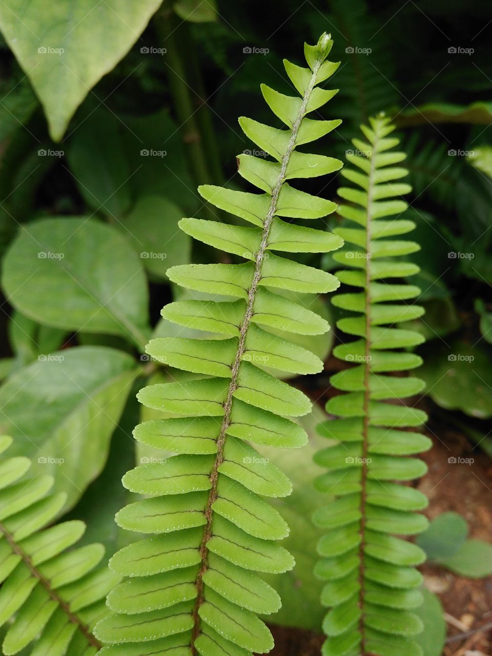 leaves