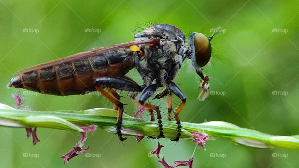 robber fly catches an insect