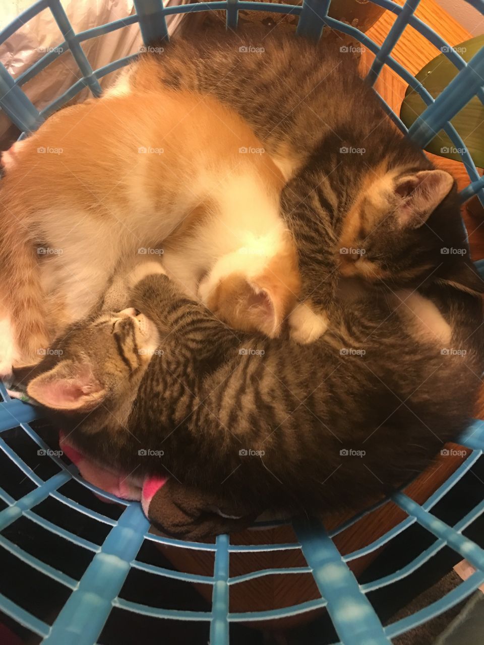 Kittens in a basket 