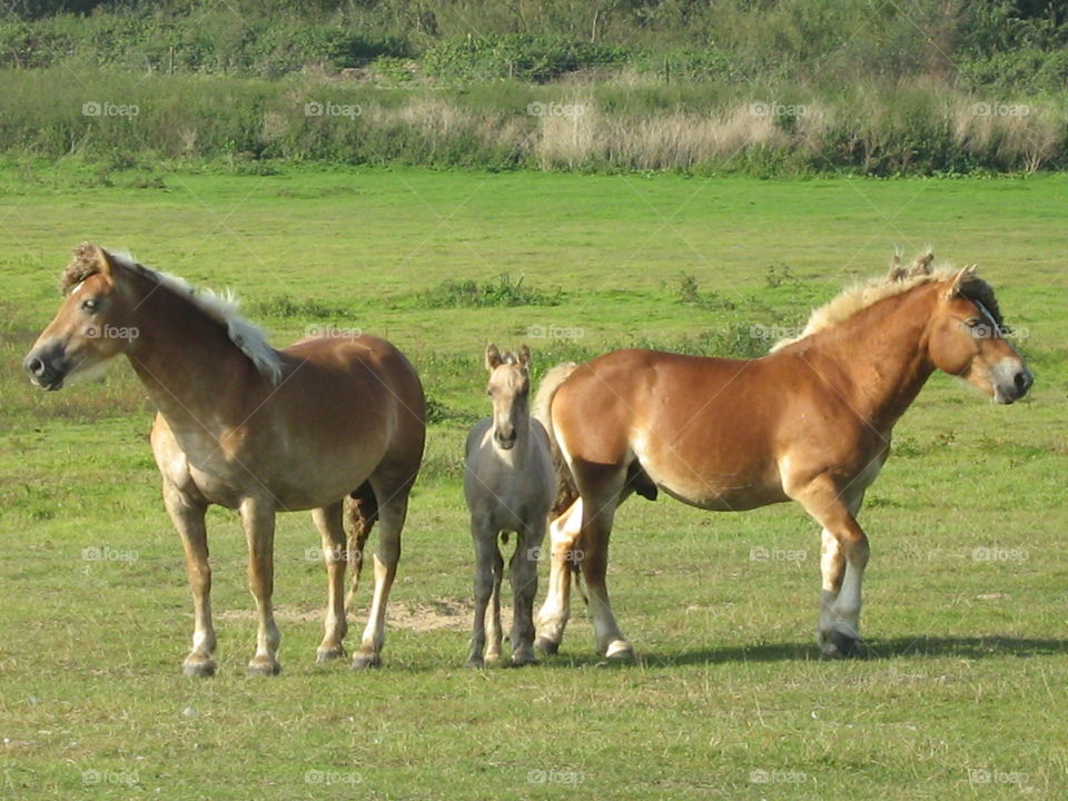 Family of horse