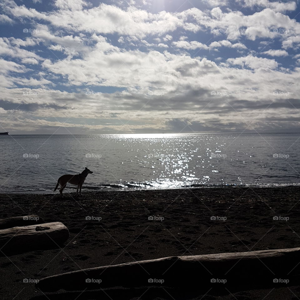 My dog on our beach walk!