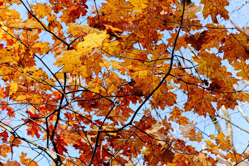 vibrant fall leaves