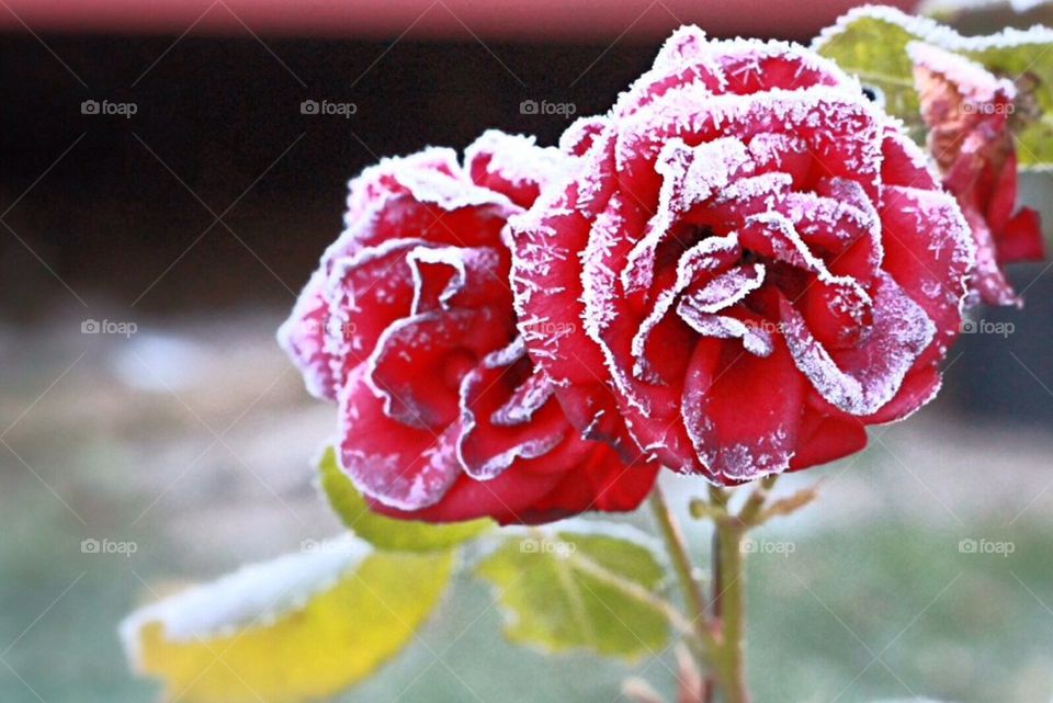 flowers flower cold rose by arman