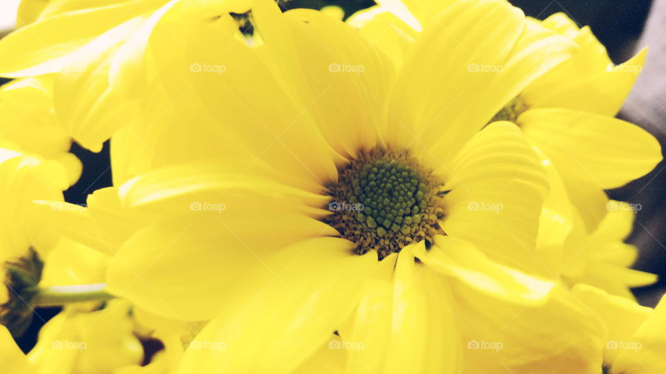 yellow chrysanthemum