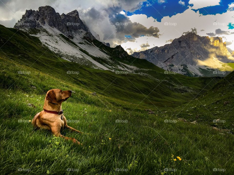 dog in front of a tent in the mountains.