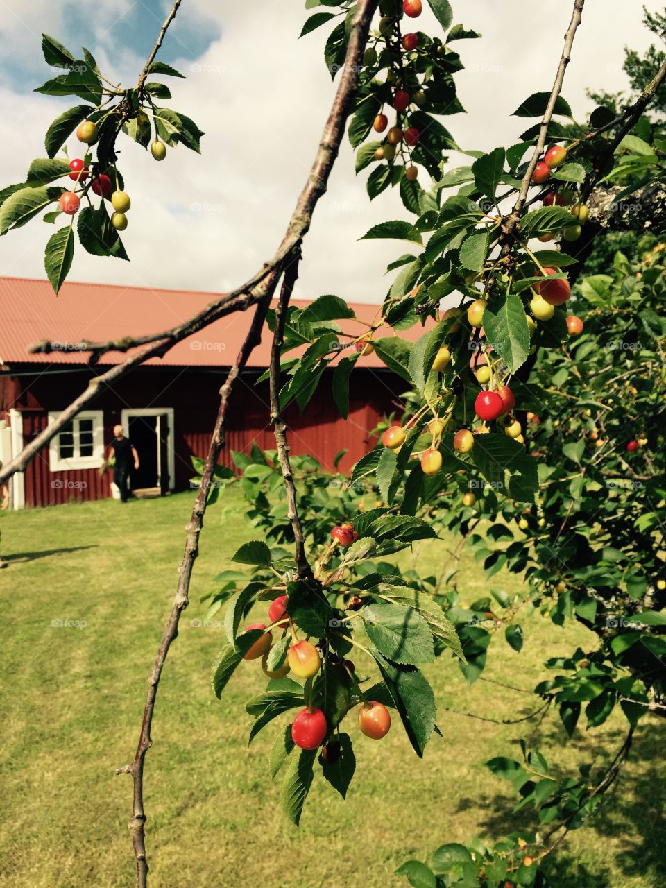 Cherries and the barn. Two of the things I love. Cherries and the barn where I spent my summers as a kid. 