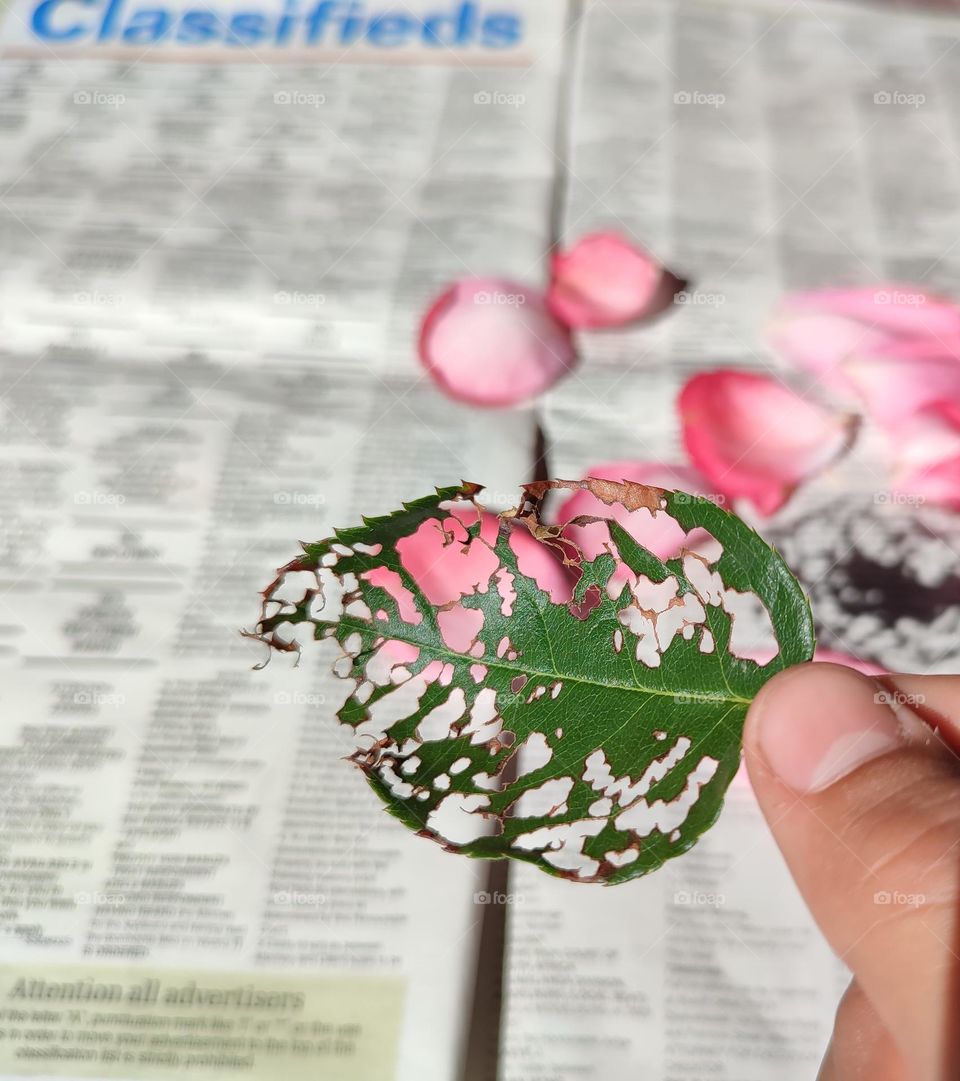 Rose petals on a newspaper with leaf shadow
