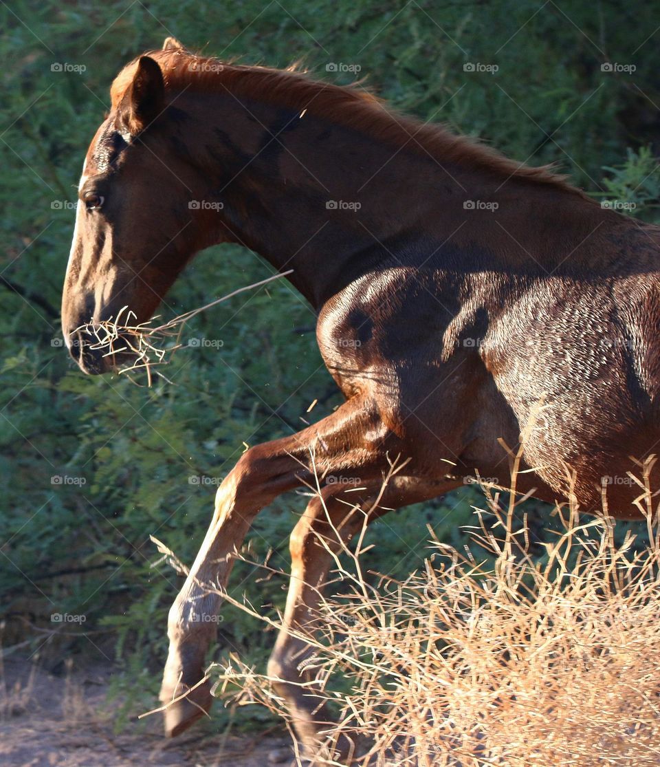 Wild Colt Running with Tumbleweed Shreds