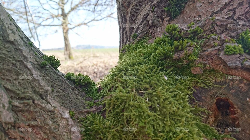 Moss on the tree
