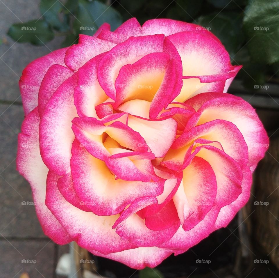 rose flower blume rosa pink