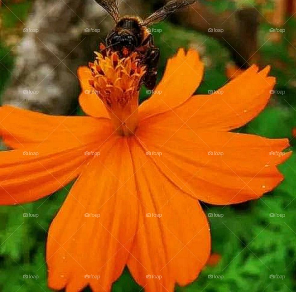 most beautiful and attractive flowers in the garden.