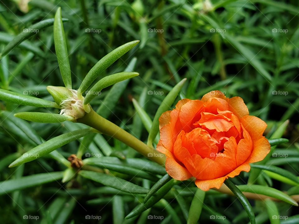 my beautiful Portulaca grandiflora