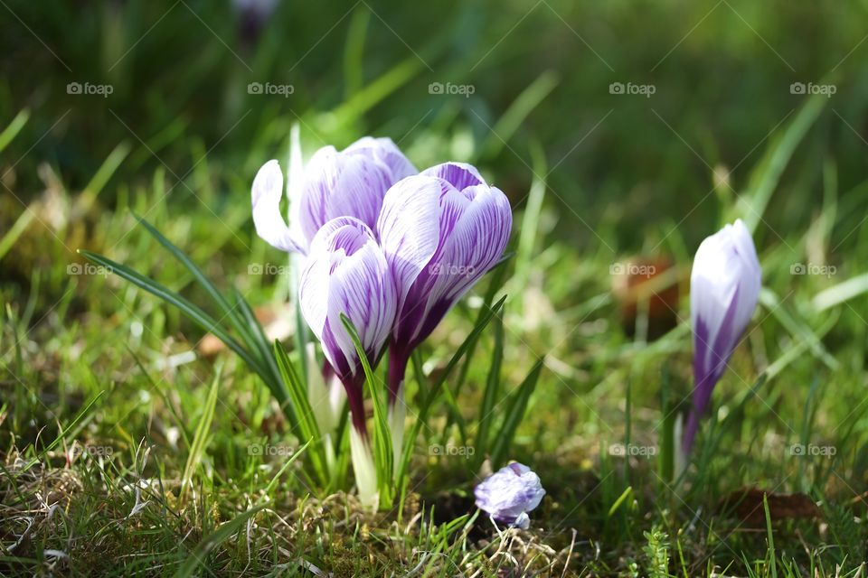 crocus in the park
