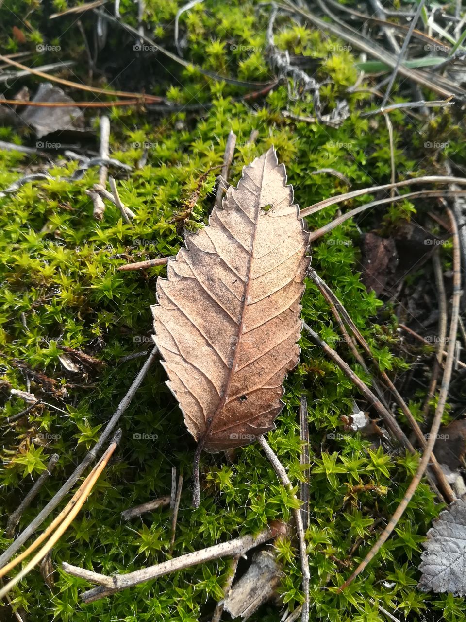 Green and Brown