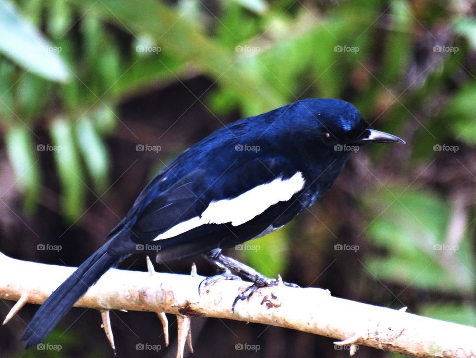 A Magpie Robin