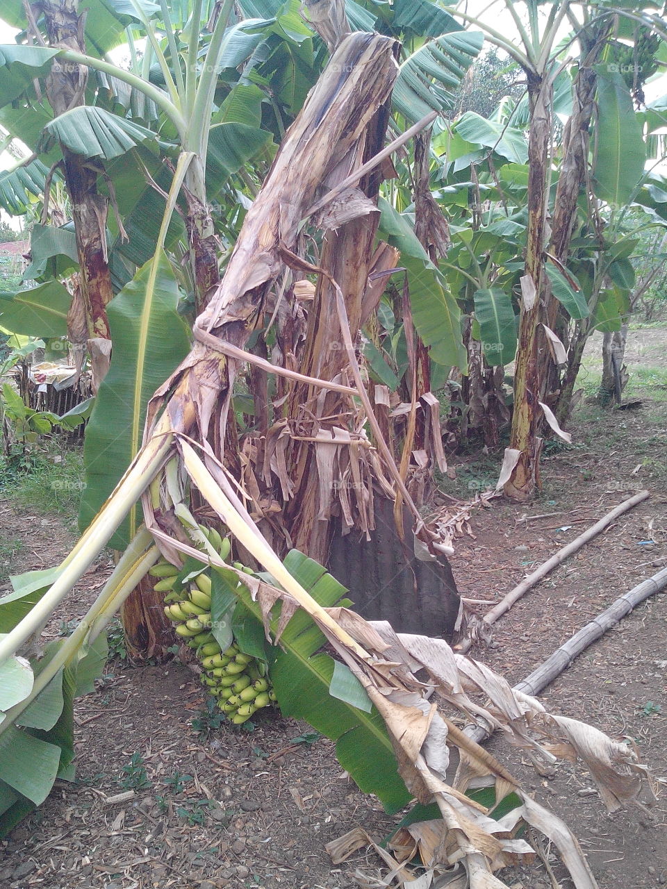 banana tree