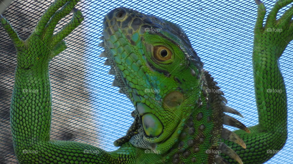 Iguana in my screened patio.  Help! Let me out of here!