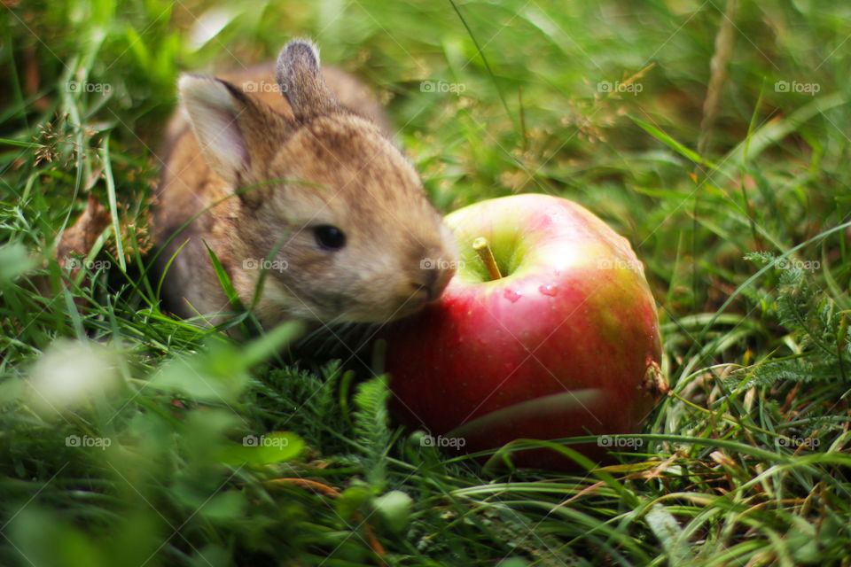 Rabbit with an apple 