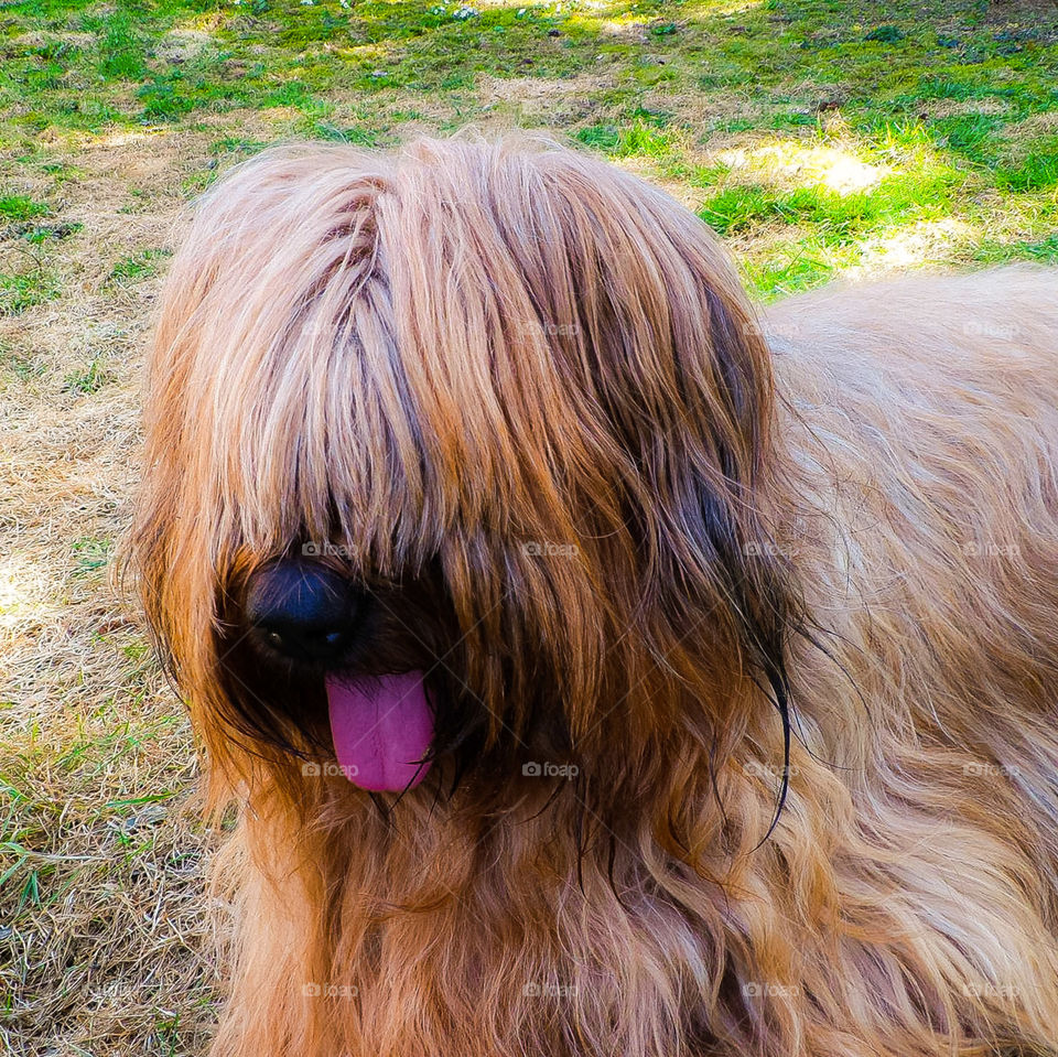 Dog Cannelle in France