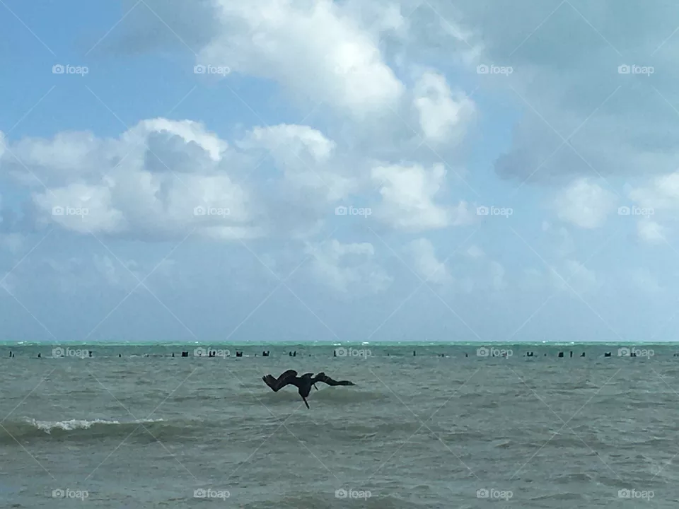 Bird fishing in Key West
