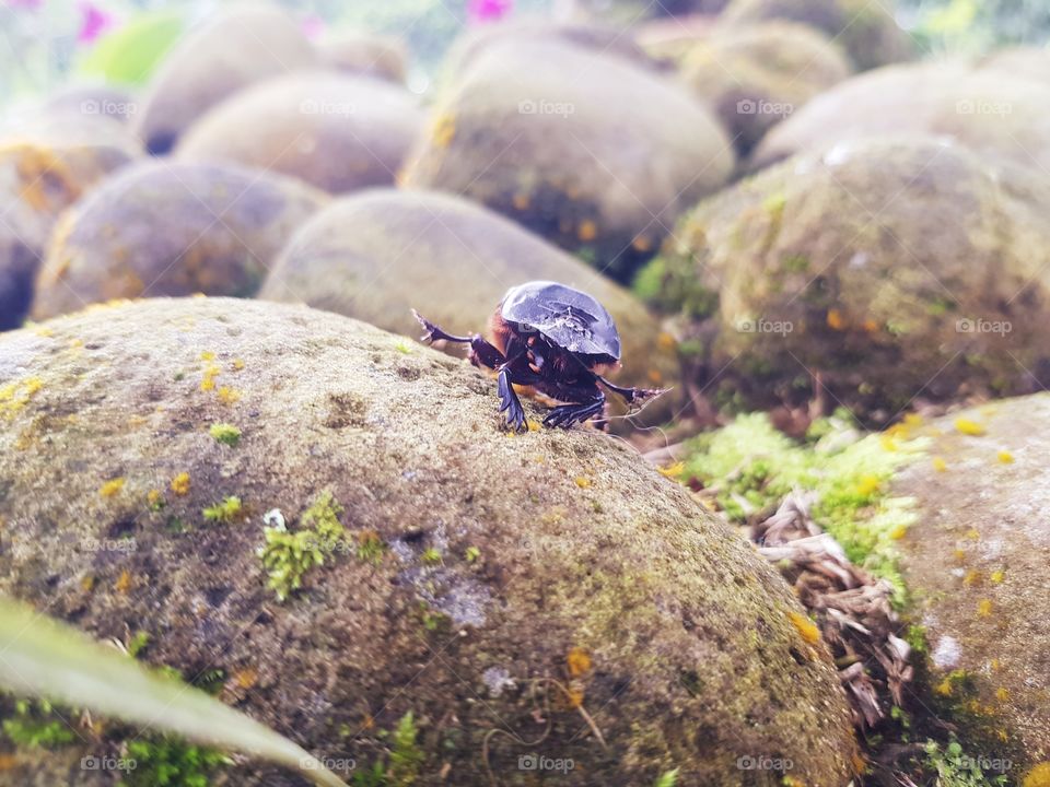 escarabajo caminando sobre piedras