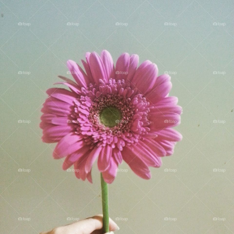 pink lone flower. as i say my last goodbye to my grandma