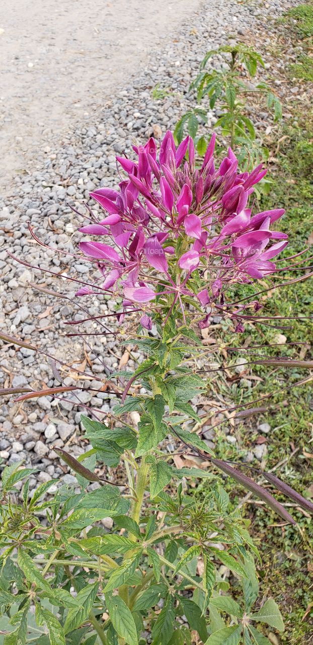 beautiful border between land and road