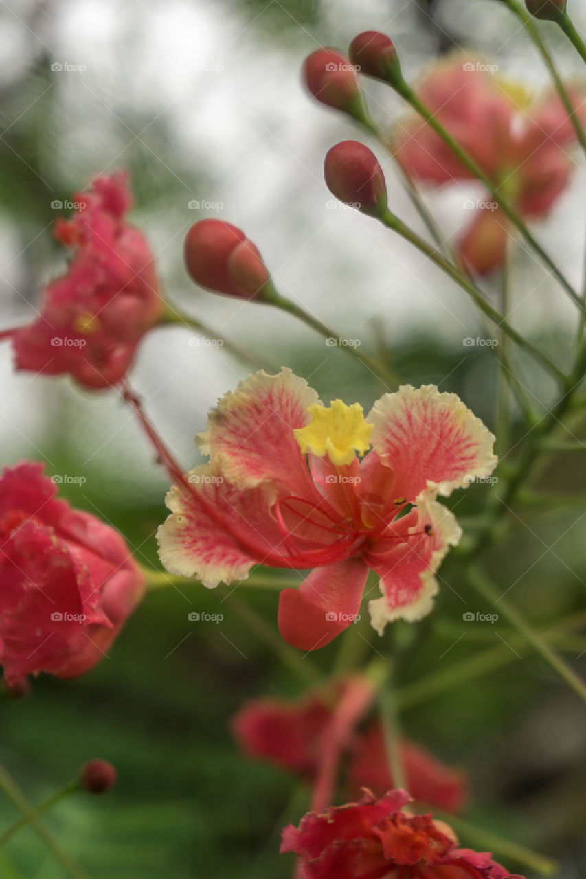 blossom of caesalpinia flowers