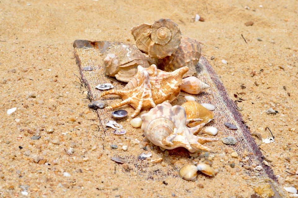 Variety of seashells on beach