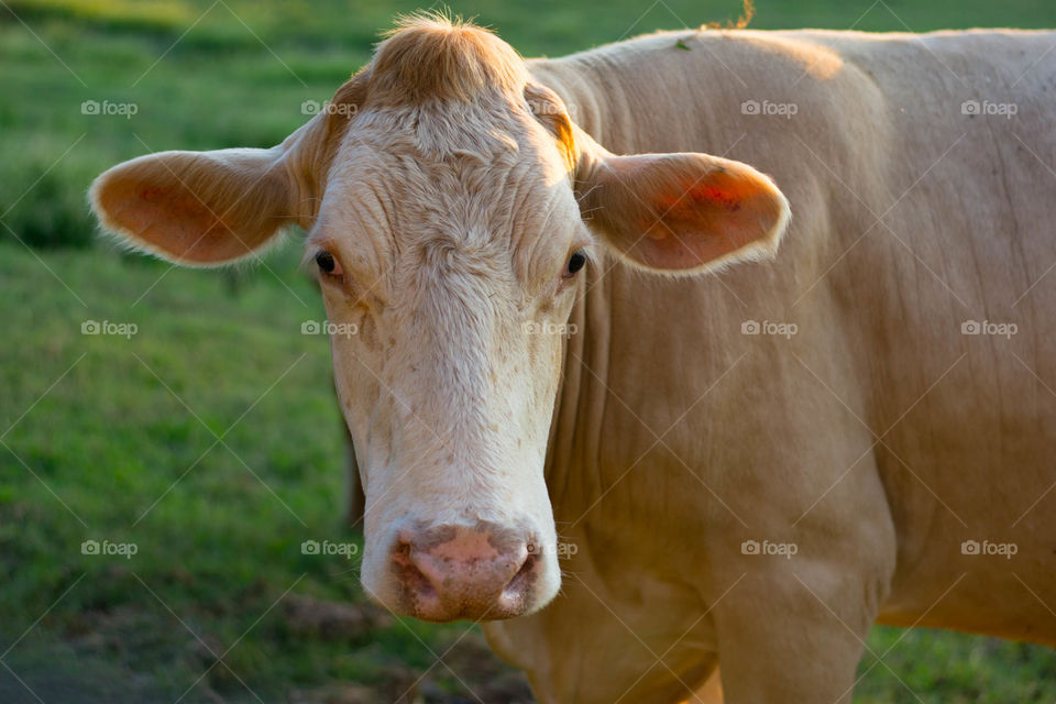 one cow