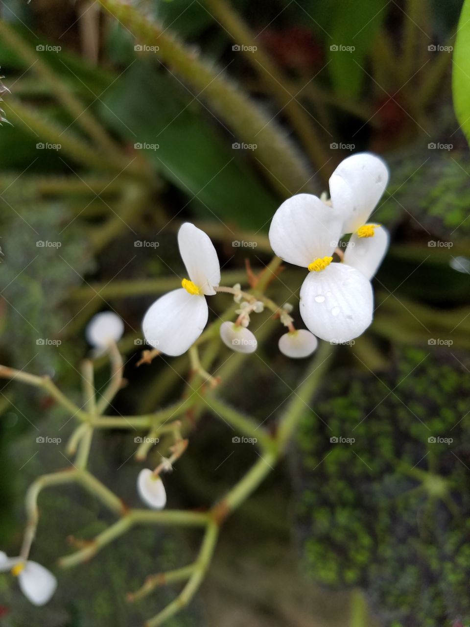 Small white flowers